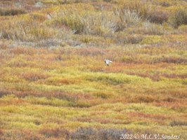 A Harrier hawk on one of its many flights over Straight Creek, Wyoming Range