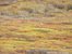 A Harrier hawk on one of its many flights over Straight Creek, Wyoming Range