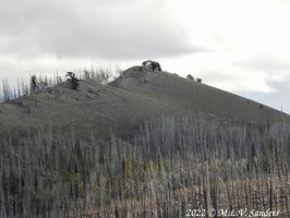 This old tree survived the 2012 Fontenelle Fire that claimed many of the dead trees on the hill side.