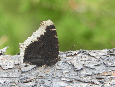 Mourning Cloak butterfly with its wings up, looking at the underneath side of the wings.