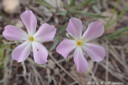 phlox