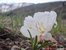 Tufted Evening Primrose