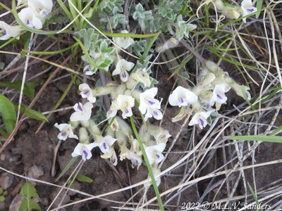 Plains Milkvetch- Pinedale Wyoming