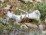 Small flowers with a bone we collected from the National Forest.