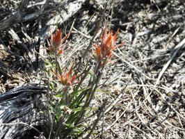 Paint Brush, Pinedale Wyoming