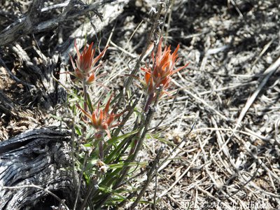 Paint Brush, Pinedale Wyoming