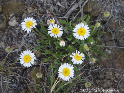 Cutleaf Daisy, Pinedale Wyoming