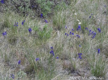 Larkspur, Pinedale Wyoming