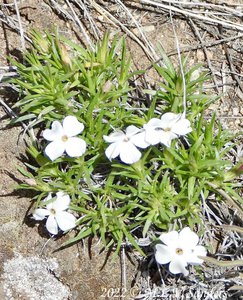 Moss Phlox, Pinedale Wyoming