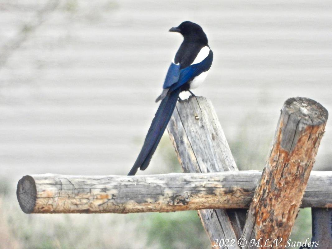 Magpie, Piedale Wyoming