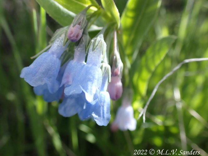 Sagebrush Bluebells, Pinedale Wyoming