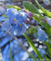 Sagebrush Bluebells, Pinedale Wyoming