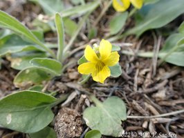 Nutall's Violet, Pinedale Wyoming