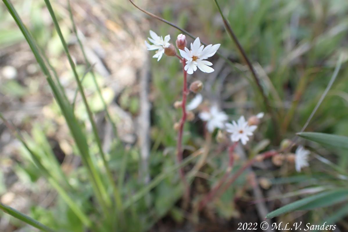 Small Flowered Wood Star, Pinedale Wyoming