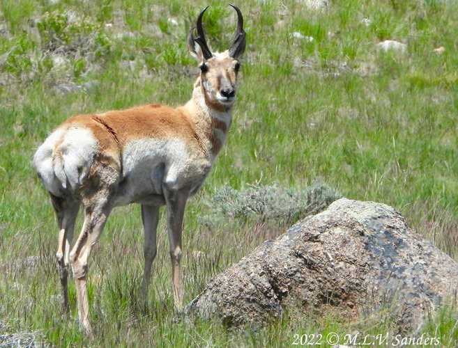 A brave (or foolish) photogenic pronghorn, Fremont Ridge