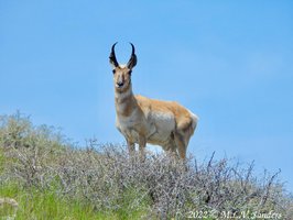 The same pronghorn keeping an eye on use. Fremont Ridge.