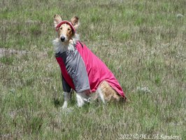 Our Honey girl with her fashionable hat and UV protecting sun-suit. Honey has a the medical condition Sebaceous adenitis.