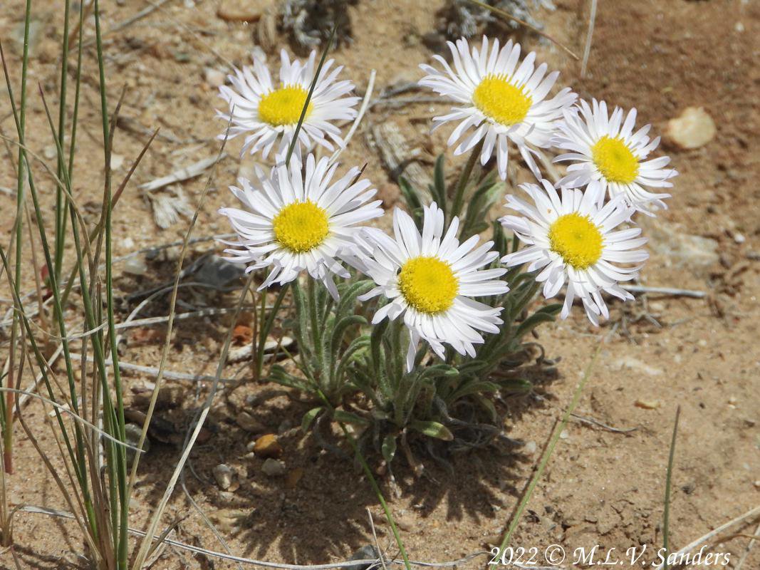 Buff fleabane on the Mesa, Sublette County