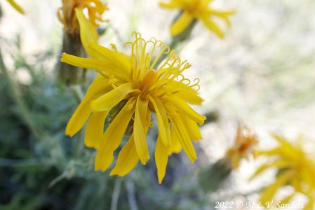 Yellow flowers on the Mesa, Sublette County