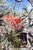 Paintbrush flower on the Mesa, Sublette County