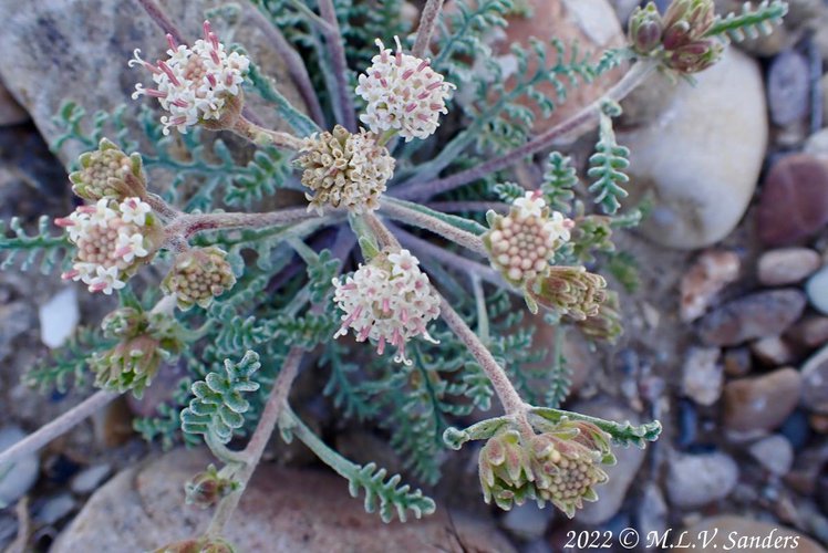 Dusty Maiden on the Mesa, Sublette County