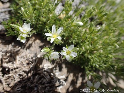 More white flowers on the Mesa, Sublette County