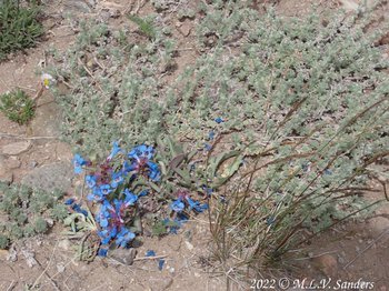 a Penstemon on Stewart Point, Sublette County