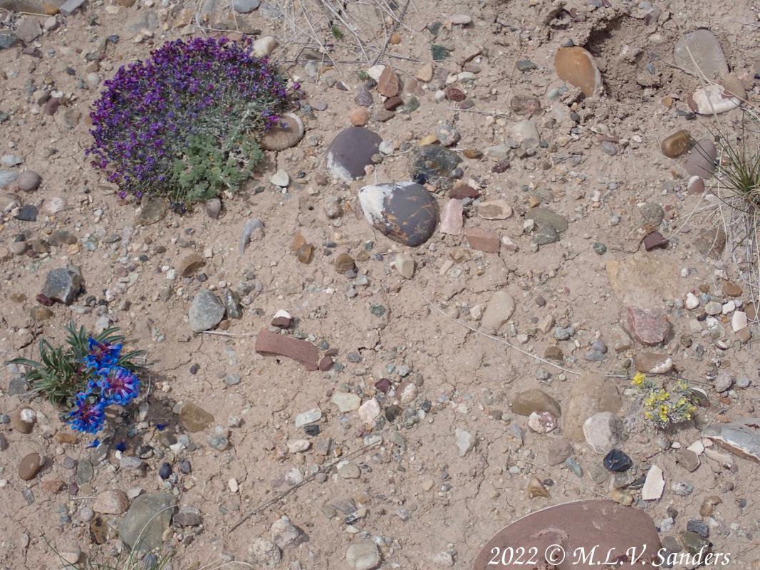 A little garden on the Mesa, Sublette County