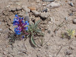 Penstemon on the Mesa, Sublette County