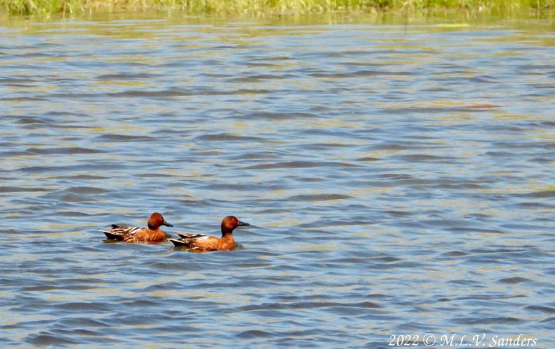 Cinnamon Teal, base of Half Moon Mountain, Sublette County