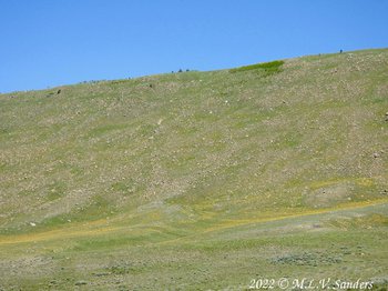 Yellow flowers of the blooming Arrowleaf Balsamroot color the south side of Half Moon Mountain. Sublette County