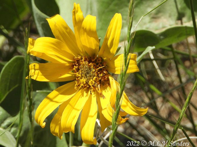 Here is what an Arrowleaf Balsamroot looks like c