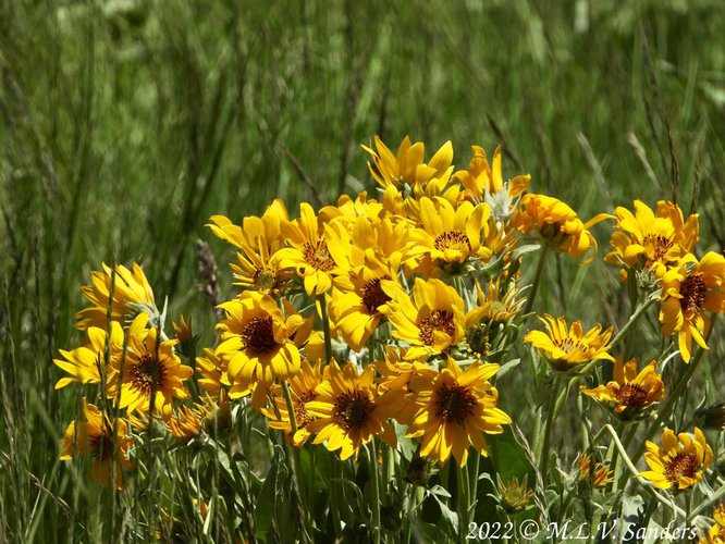 Arrow Leaf Balsamroot, Half Moon Mountain, Sublette County Wyoming