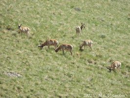 A group of pronghorn overlooking the snowmobile (not the official name) parking lot at the National Forest entrance.