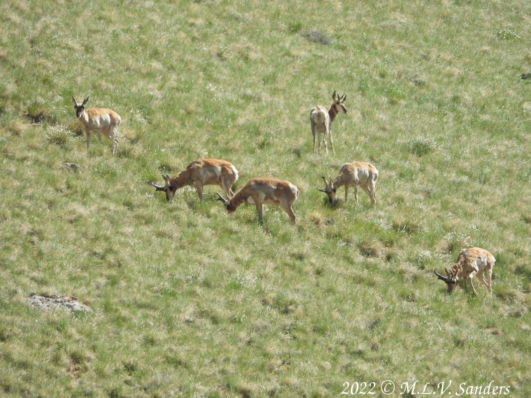 A group of pronghorn overlooking the snowmobile (not the official name) parking lot at the National Forest entrance.