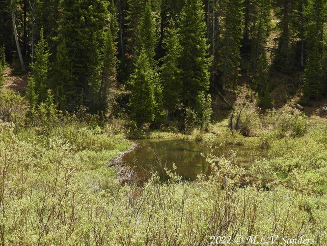 A beaver pond with a visible dam on Edwards Creek.