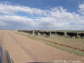 On the way hone these young ladies were completely blocking the road. There is always something interesting out here!