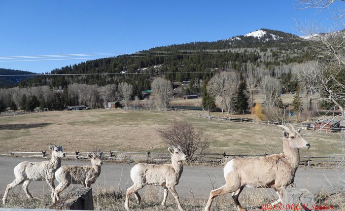 A Bighorn ewe leading three lambs. All the lambs have small horns. The Hoback River is out of sight in the background.