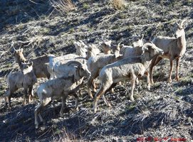 Bighorn sheep looking down on US 191. In the middle of April,  the grass is just starting to turn green.