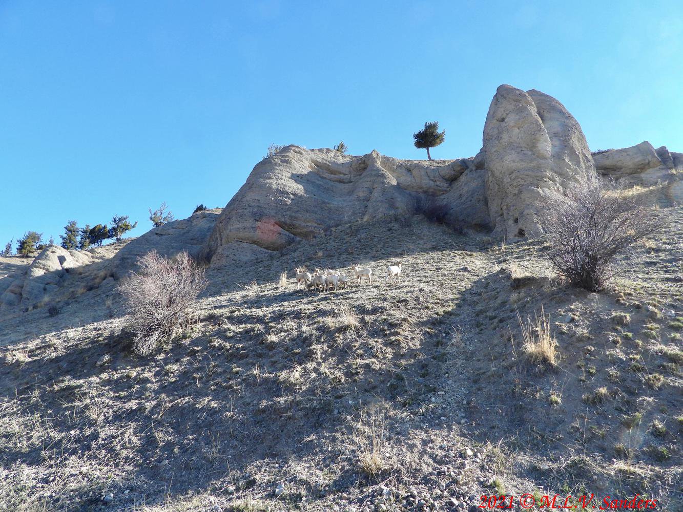 A view, without benefit of telephoto, of the bighorn herd on the bluff above US 191.