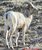 A young bighorn ram