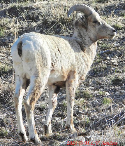 A young bighorn ram